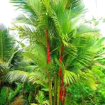 Lipstick Palm, Sealing Wax Palm, Red Palm, Cyrtostachys renda, Ornamental Tree, Plant Tree, Landscaping Tree, Saharanpur Nursery, Wholesale Plant Supplier, Wholesale Plant Nursery, Nursery in India, Landscaping Company in India, Plant Exporter in India