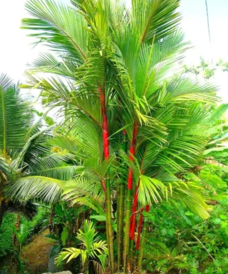 Lipstick Palm, Sealing Wax Palm, Red Palm, Cyrtostachys renda, Ornamental Tree, Plant Tree, Landscaping Tree, Saharanpur Nursery, Wholesale Plant Supplier, Wholesale Plant Nursery, Nursery in India, Landscaping Company in India, Plant Exporter in India