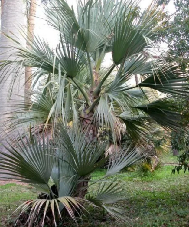 Nannorrhops Ritchiana, Mazari Palm, Ornamental Tree, Plant Tree, Landscaping Tree, Saharanpur Nursery, Wholesale Plant Supplier, Wholesale Plant Nursery, Nursery in India, Landscaping Company in India, Plant Exporter in India