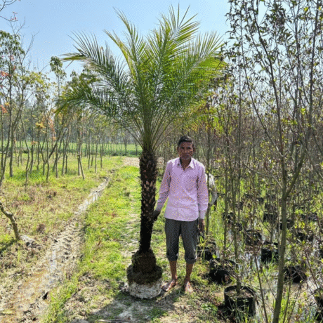 nursery India, Saharanpur nursery, nursery in India, wholesale plant supplier, wholesale plant nursery in India, wholesale nursery in India, Online Plant Nursery in India, Online Nursery in India, Buy Palm Trees Online