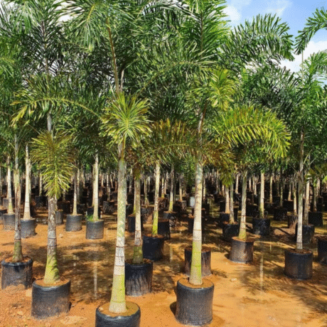 nursery India, Saharanpur nursery, nursery in India, wholesale plant supplier, wholesale plant nursery in India, wholesale nursery in India, Online Plant Nursery in India, Online Nursery in India, Buy Palm Trees Online