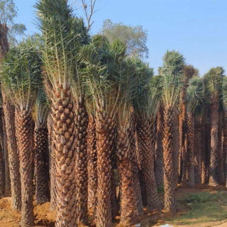nursery India, Saharanpur nursery, nursery in India, wholesale plant supplier, wholesale plant nursery in India, wholesale nursery in India, Online Plant Nursery in India, Online Nursery in India, Buy Palm Trees Online