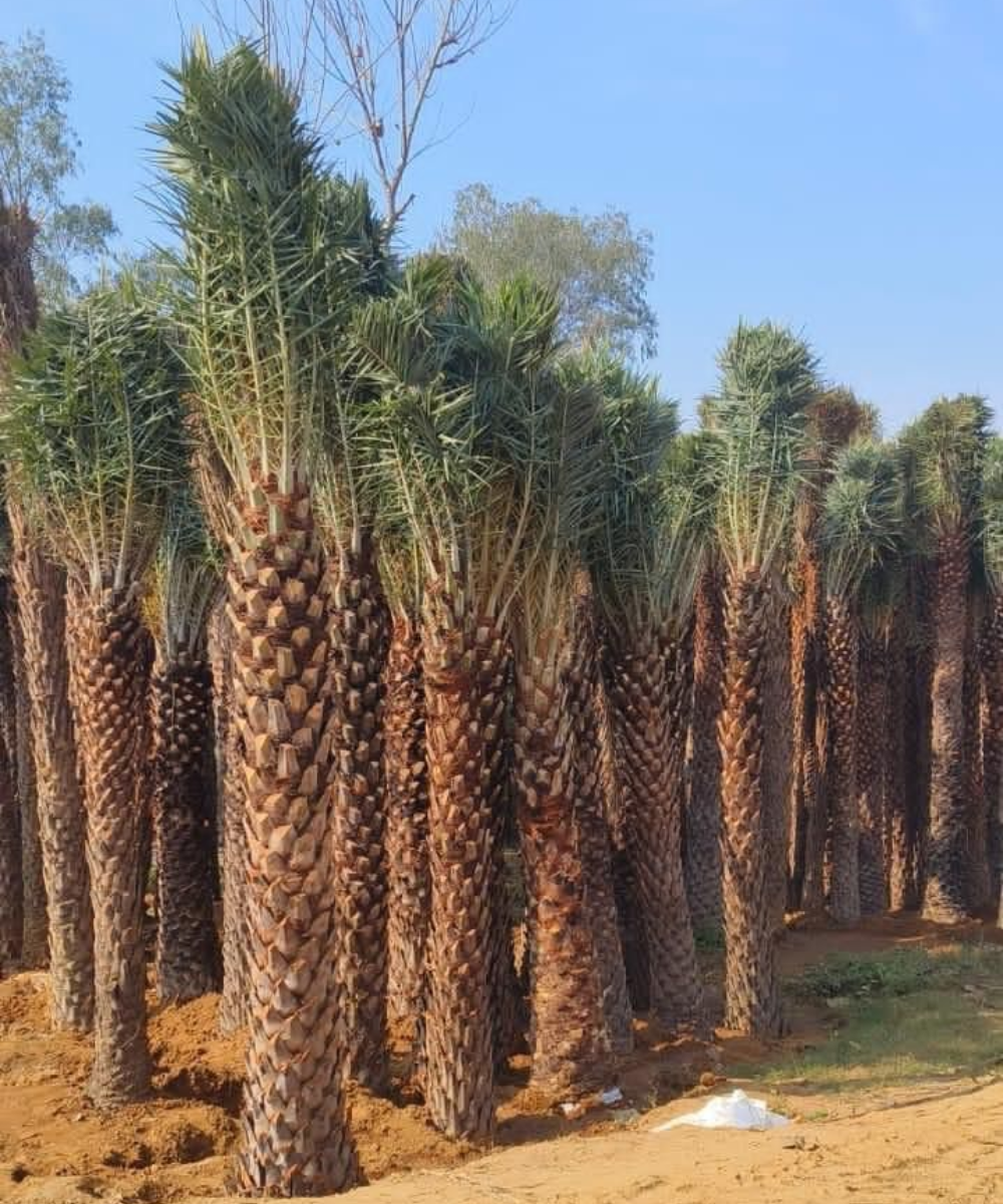 nursery India, Saharanpur nursery, nursery in India, wholesale plant supplier, wholesale plant nursery in India, wholesale nursery in India, Online Plant Nursery in India, Online Nursery in India, Buy Palm Trees Online