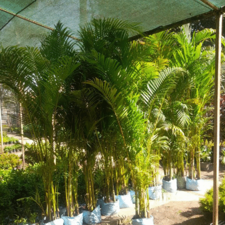 nursery India, Saharanpur nursery, nursery in India, wholesale plant supplier, wholesale plant nursery in India, wholesale nursery in India, Online Plant Nursery in India, Online Nursery in India, Buy Palm Trees Online