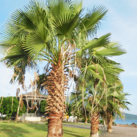 nursery India, Saharanpur nursery, nursery in India, wholesale plant supplier, wholesale plant nursery in India, wholesale nursery in India, Online Plant Nursery in India, Online Nursery in India, Buy Palm Trees Online