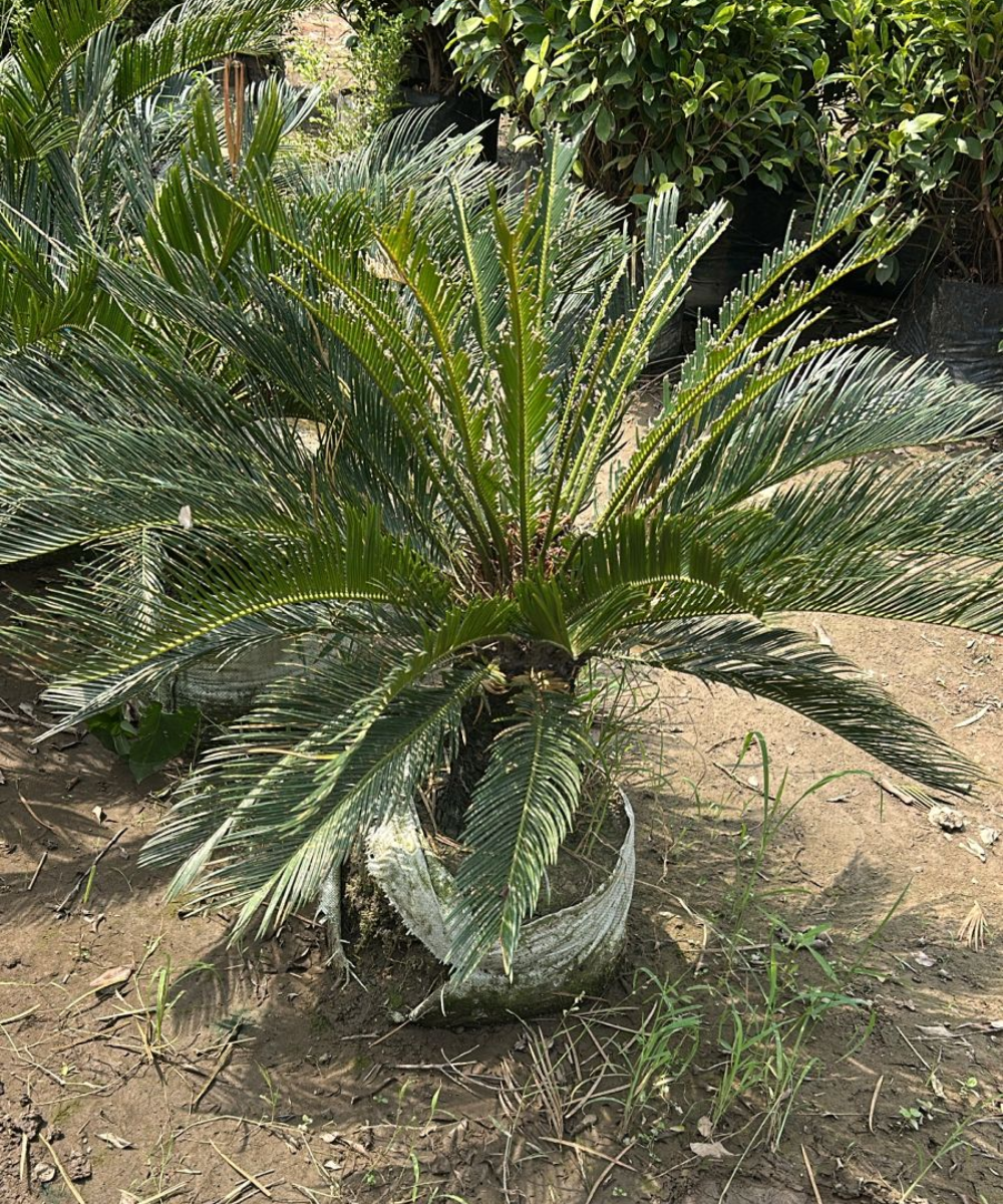 nursery India, Saharanpur nursery, nursery in India, wholesale plant supplier, wholesale plant nursery in India, wholesale nursery in India, Online Plant Nursery in India, Online Nursery in India, Buy Palm Trees Online