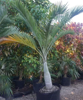 Cherry Palm, Pseudophoenix Sargentii, Buccaneer Palm, Palm Tree, Ornamental Tree, Landscaping Tree, Saharanpur Nursery, Wholesale Plant Supplier, Wholesale Plant Nursery, Landscaping Company in India, Plant Exporter in India