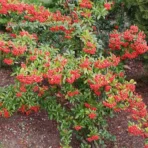 Pyracantha Coccinea, Scarlet Firethorn, Ornamental Shrub, Landscaping Plant, Saharanpur Nursery, Wholesale Plant Supplier, Wholesale Plant Nursery, Wholesale Nursery Plant, Nursery in India, Landscaping Company in India, Plant Exporter in India