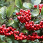 Pyracantha Coccinea, Scarlet Firethorn, Ornamental Shrub, Landscaping Plant, Saharanpur Nursery, Wholesale Plant Supplier, Wholesale Plant Nursery, Wholesale Nursery Plant, Nursery in India, Landscaping Company in India, Plant Exporter in India