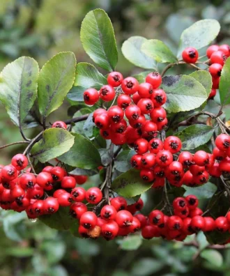 Pyracantha Coccinea, Scarlet Firethorn, Ornamental Shrub, Landscaping Plant, Saharanpur Nursery, Wholesale Plant Supplier, Wholesale Plant Nursery, Wholesale Nursery Plant, Nursery in India, Landscaping Company in India, Plant Exporter in India
