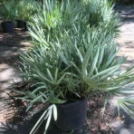 Sabal Palm, Sabal Palmetto, Cabbage Palm, Palm Tree, Ornamental Tree, Landscaping Tree, Saharanpur Nursery, Wholesale Plant Supplier, Wholesale Plant Nursery, Nursery in India, Landscaping Company in India, Plant Exporter in India