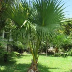 Sabal Palm, Sabal Palmetto, Cabbage Palm, Palm Tree, Ornamental Tree, Landscaping Tree, Saharanpur Nursery, Wholesale Plant Supplier, Wholesale Plant Nursery, Nursery in India, Landscaping Company in India, Plant Exporter in India
