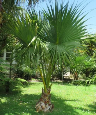 Sabal palm (2) Sabal Palm, Sabal Palmetto, Cabbage Palm, Palm Tree, Ornamental Tree, Landscaping Tree, Saharanpur Nursery, Wholesale Plant Supplier, Wholesale Plant Nursery, Nursery in India, Landscaping Company in India, Plant Exporter in India