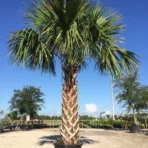 Sabal Palm, Sabal Palmetto, Cabbage Palm, Palm Tree, Ornamental Tree, Landscaping Tree, Saharanpur Nursery, Wholesale Plant Supplier, Wholesale Plant Nursery, Nursery in India, Landscaping Company in India, Plant Exporter in India