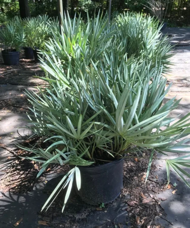 Sabal Palm, Sabal Palmetto, Cabbage Palm, Palm Tree, Ornamental Tree, Landscaping Tree, Saharanpur Nursery, Wholesale Plant Supplier, Wholesale Plant Nursery, Nursery in India, Landscaping Company in India, Plant Exporter in India