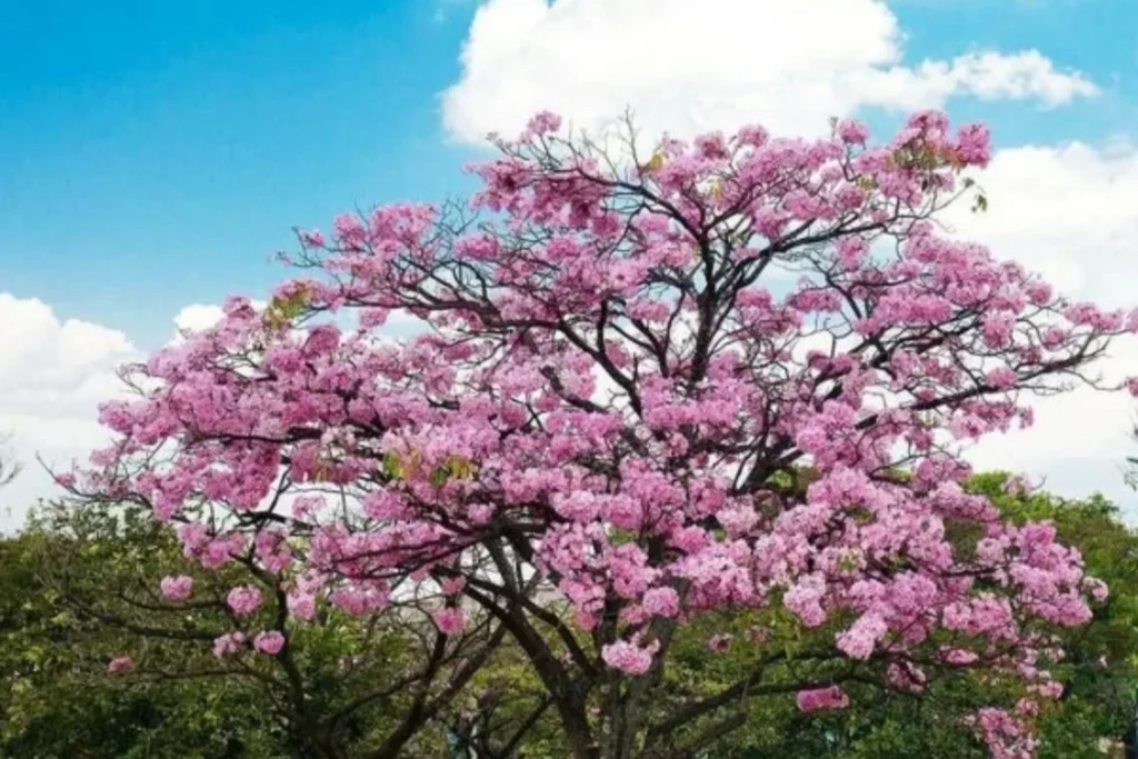 Spring-flowering trees in India, best flowering trees for home garden, Low-maintenance flowering trees in India, Fast-growing flowering trees in India, Indian flowering trees list with names, summer flowering trees in India, Top 7 Spring Flowering Trees 2026, Spring flowering trees in India, best flowering trees for home garden, Low-maintenance flowering trees India, Fast-growing flowering trees India, Indian flowering trees list with names, summer flowering trees in India, Flowering Trees Supplier in India, Flowering Trees Nursery in India, Flower tree Supplier, Flower Tree Nursery, Saharanpur Nursery, Spring Trees in India, Spring Trees Nursery Supplier, Nursery in India, Wholesale Flower Trees Supplier,