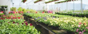 Nursery in Delhi, Wholesale Plant Nursery in Delhi, Plant Nursery in Delhi, Saharanpur Nursery, BIGGEST NURSERY IN DELHI, Cheapest Nursery in Delhi, WHOLESALE PLANT NURSERY IN DELHI ONLINE, Wholesale Plant Nursery Near me