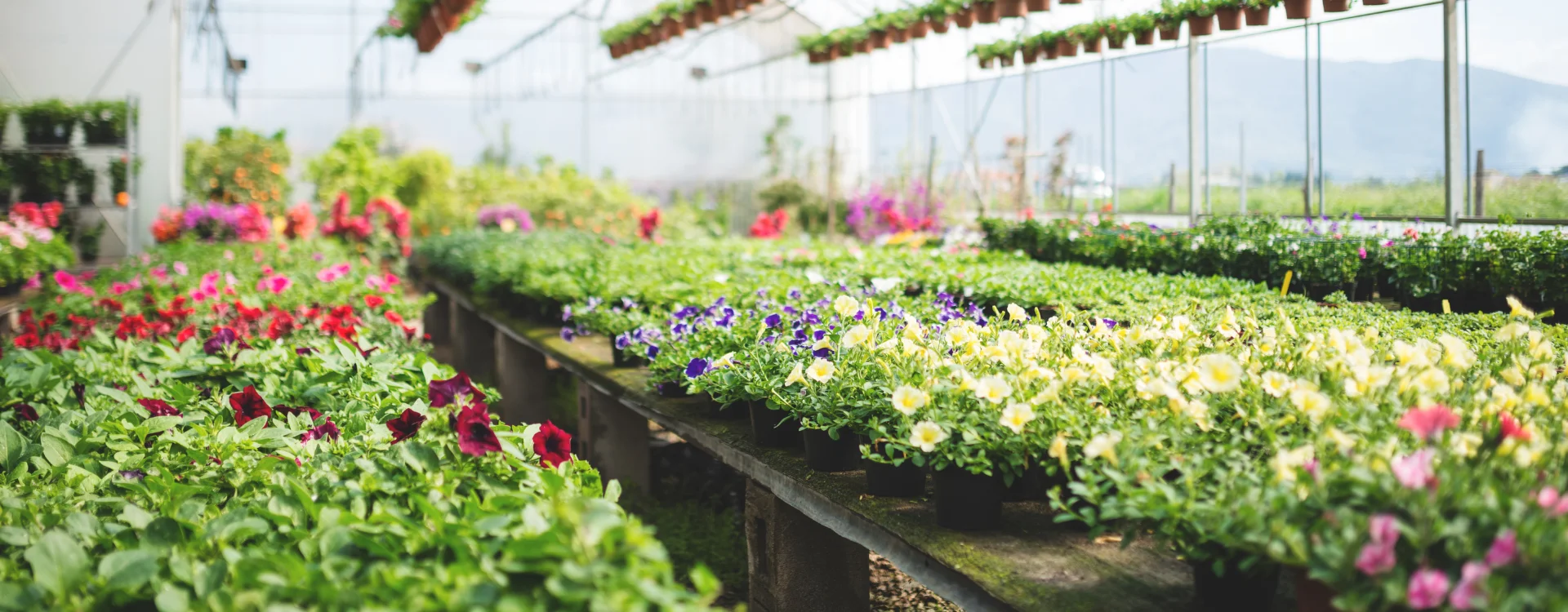 Nursery in Delhi, Wholesale Plant Nursery in Delhi, Plant Nursery in Delhi, Saharanpur Nursery, BIGGEST NURSERY IN DELHI, Cheapest Nursery in Delhi, WHOLESALE PLANT NURSERY IN DELHI ONLINE, Wholesale Plant Nursery Near me