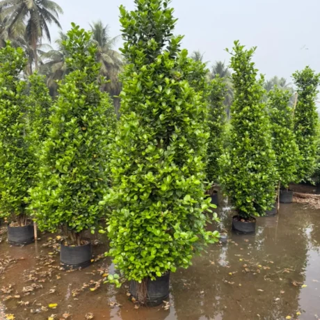 Wholesale Plant Nursery in Chandigarh, Plant Nursery in Chandigarh, Nursery in Chandigarh, Online Nursery in India, Saharanpur Nursery