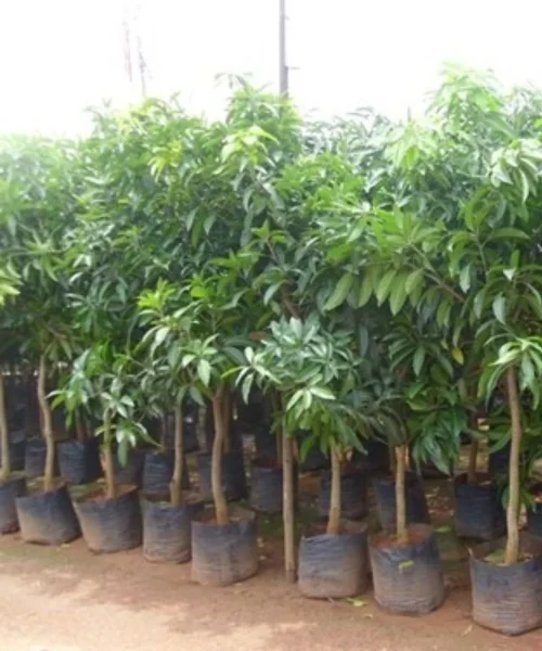 Alstonia Scholaris, Blackboard Tree, Devil Tree, Saptaparni, Avenue Tree, Timber Tree, Ornamental Tree, Landscaping Tree, Saharanpur Nursery, Wholesale Plant Supplier, Wholesale Plant Nursery, Nursery in India, Landscaping Company in India, Plant Exporter in India, Timber Tree Online, Online Plant Nursery in India, Saharanpur Nursery