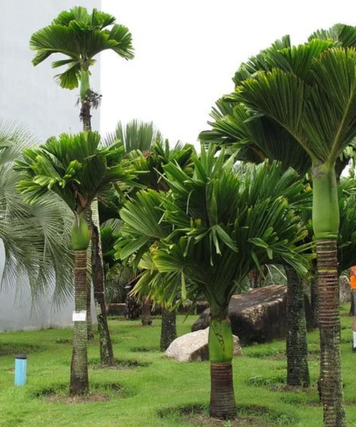 Areca Catechu Dwarf Palm, Areca Nut Palm, Betel Nut Palm, Ornamental Tree, Landscaping Tree, Saharanpur Nursery Wholesale plant supplier, nursery in India, Landscaping company