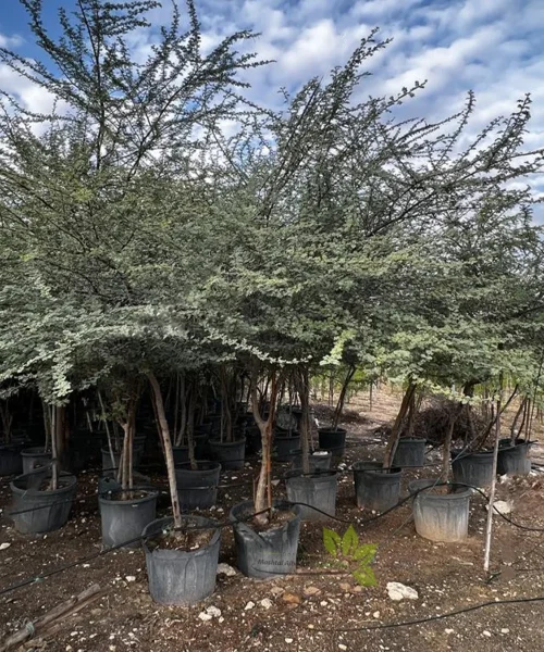 Timber Tree Online, Online Plant Nursery in India, Saharanpur Nursery