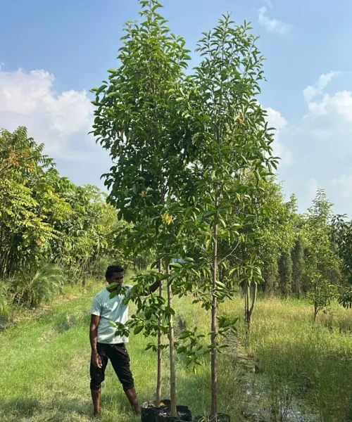 Timber Tree Online, Online Plant Nursery in India, Saharanpur Nursery