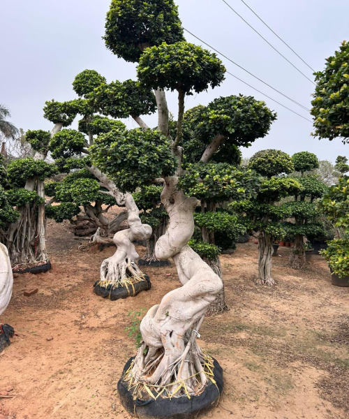 Wholesale Bonsai Trees, Bonsai Trees in Delhi, plant nursery in Delhi, best online plant nursery in India, best plant nursery in Delhi, online plant nursery in Delhi, best fruit plant nursery in Delhi, wholesale plant nursery in Delhi, cheapest plant nursery in Delhi, Nursery in India, Saharanpur Nursery, Wholesale Plant Nursery, Wholesale Plant Supplier, Plant Exporter in India, Wholesale Bonsai Trees Supplier