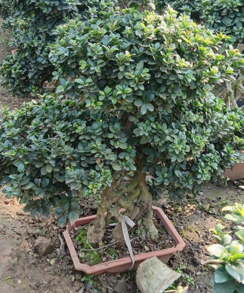 Wholesale Bonsai Trees, Bonsai Trees in Delhi, plant nursery in Delhi, best online plant nursery in India, best plant nursery in Delhi, online plant nursery in Delhi, best fruit plant nursery in Delhi, wholesale plant nursery in Delhi, cheapest plant nursery in Delhi, Nursery in India, Saharanpur Nursery, Wholesale Plant Nursery, Wholesale Plant Supplier, Plant Exporter in India, Wholesale Bonsai Trees Supplier