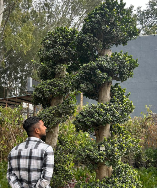 Wholesale Bonsai Trees, Bonsai Trees in Delhi, plant nursery in Delhi, best online plant nursery in India, best plant nursery in Delhi, online plant nursery in Delhi, best fruit plant nursery in Delhi, wholesale plant nursery in Delhi, cheapest plant nursery in Delhi, Nursery in India, Saharanpur Nursery, Wholesale Plant Nursery, Wholesale Plant Supplier, Plant Exporter in India, Wholesale Bonsai Trees Supplier