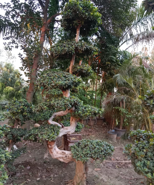 Wholesale Bonsai Trees, Bonsai Trees in Delhi, plant nursery in Delhi, best online plant nursery in India, best plant nursery in Delhi, online plant nursery in Delhi, best fruit plant nursery in Delhi, wholesale plant nursery in Delhi, cheapest plant nursery in Delhi, Nursery in India, Saharanpur Nursery, Wholesale Plant Nursery, Wholesale Plant Supplier, Plant Exporter in India, Wholesale Bonsai Trees Supplier
