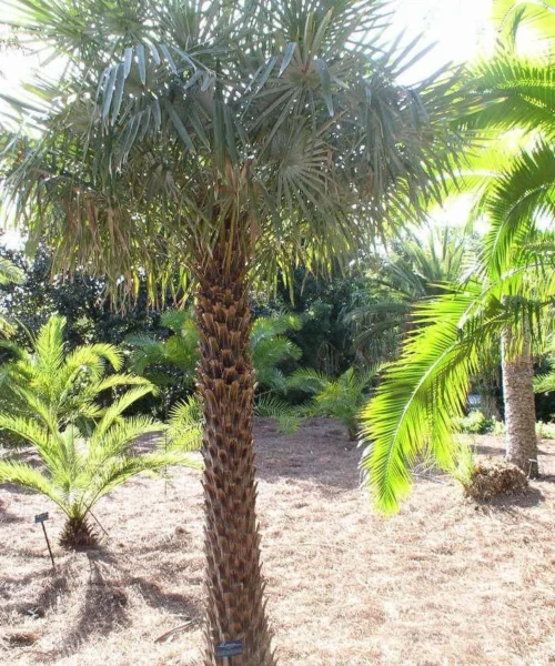 Copernicia Alba, Caranday Palm, Wax Palm, Ornamental Tree, Palm Tree, Landscaping Tree, Saharanpur Nursery, Wholesale Plant Supplier, Wholesale Plant Nursery, Nursery in India, Landscaping Company in India, Plant Exporter in India