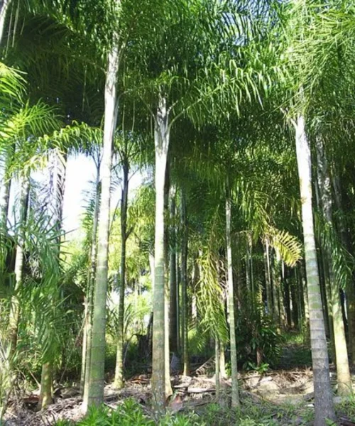 Dypsis Madagascariensis, Lucuba Palm, Madagascar Palm, Ornamental Tree, Plant Tree, Landscaping Tree, Saharanpur Nursery, Wholesale Plant Supplier, Wholesale Plant Nursery, Nursery in India, Landscaping Company in India, Plant Exporter in India
