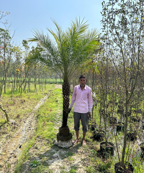 nursery India, Saharanpur nursery, nursery in India, wholesale plant supplier, wholesale plant nursery in India, wholesale nursery in India, Online Plant Nursery in India, Online Nursery in India, Buy Palm Trees Online