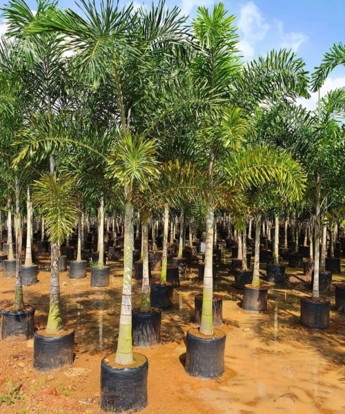 nursery India, Saharanpur nursery, nursery in India, wholesale plant supplier, wholesale plant nursery in India, wholesale nursery in India, Online Plant Nursery in India, Online Nursery in India, Buy Palm Trees Online