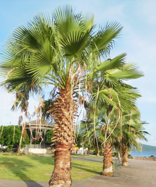 nursery India, Saharanpur nursery, nursery in India, wholesale plant supplier, wholesale plant nursery in India, wholesale nursery in India, Online Plant Nursery in India, Online Nursery in India, Buy Palm Trees Online