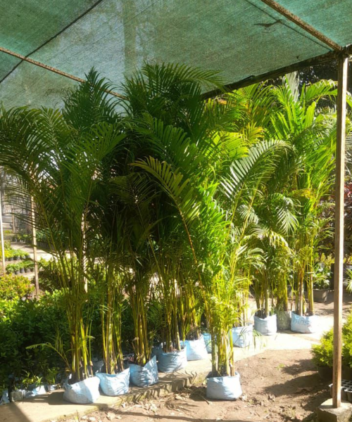 nursery India, Saharanpur nursery, nursery in India, wholesale plant supplier, wholesale plant nursery in India, wholesale nursery in India, Online Plant Nursery in India, Online Nursery in India, Buy Palm Trees Online