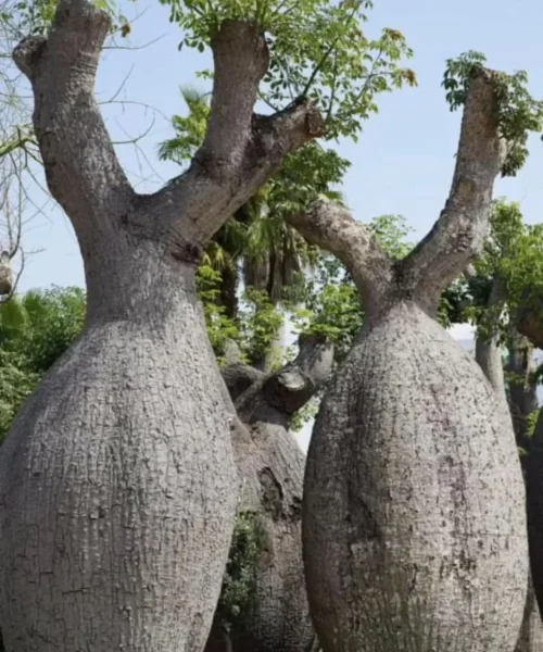 Silk Floss Tree, chorisia speciosa, Ceiba speciosa, Silk floss tree, drunken tree, Kapok Tree, Timber Tree, Avenue Tree, Ornamental Tree, Saharanpur Nursery, Wholesale Plant Supplier, Wholesale Plant Nursery, Nursery in India, Landscaping Company in India, Plant Exporter in India, Timber Tree Online